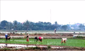 Sẵn sàng lấy đủ nước gieo cấy vụ Đông Xuân trong đợt 2