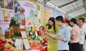 Bắc Giang: Xúc tiến tiêu thụ sâm nam núi Dành