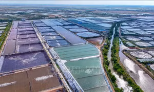 Vùng nuôi tôm siêu thâm canh 280 ha ở Cần Thơ