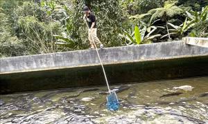 Mở hướng đi mới cho nghề nuôi cá nước lạnh đặc sản