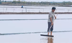 Hơn 1.500 ha muối bị thiệt hại, diêm dân Cà Mau gấp rút khôi phục sản xuất