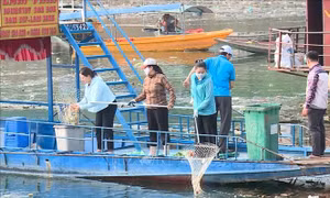 Chung tay dọn rác đổ về lòng hồ thủy điện sau bão lũ, bảo vệ môi trường