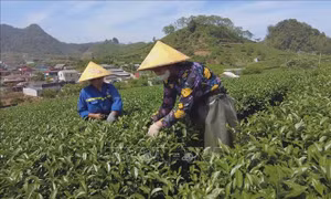 Cao nguyên Mộc Châu vào vụ chè xuân