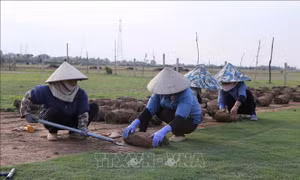 Khai thác thế mạnh cây trồng vùng đất bãi bồi ven sông
