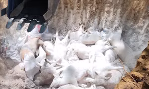 Quảng Ngãi tiêu hủy gần 3.000 con lợn bị dịch tả châu Phi