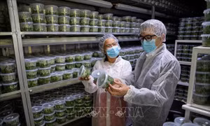 Đưa công nghệ cao về nông nghiệp của Israel vào Việt Nam