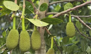 Tìm ra tác nhân gây bệnh nguy hiểm trên cây mít