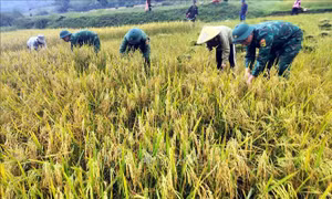 Thắm thiết tình quân dân trên những cánh đồng lúa Rục Làn