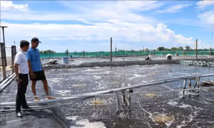 Gỡ khó cho nghề nuôi tôm bằng liên kết sản xuất và ứng dụng công nghệ
