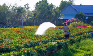 Sắc Xuân tràn ngập, thị trường hoa Tết Tây Ninh khởi sắc