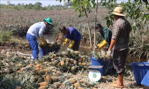 Phát triển vùng dứa chuyên canh Đồng Tháp Mười 'sống chung với lũ'