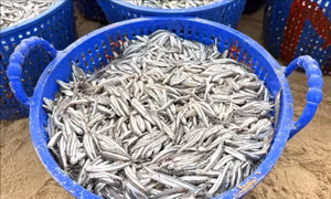 Ngư dân được mùa cá cơm