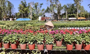 Nhà vườn An Giang kỳ vọng vụ hoa Tết