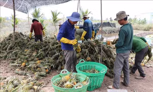 Nông dân trồng dứa đạt giá trị sản xuất từ 140 - 150 triệu đồng/ha