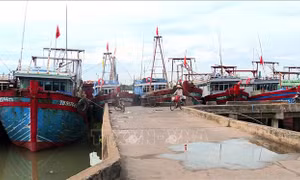 Quản lý chặt tàu cá có nguy cơ cao vi phạm khai thác IUU