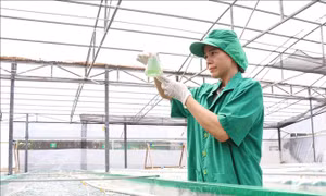 Chiến lược quốc gia về khởi nghiệp sáng tạo