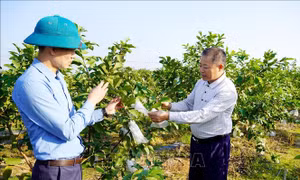 Đồng hành cùng nông dân đổi mới tư duy sản xuất
