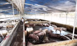 Thiết lập quy trình an toàn sinh học trong chăn nuôi