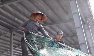Ngư dân kiên trì bám biển trước áp lực giá nhiên liệu tăng