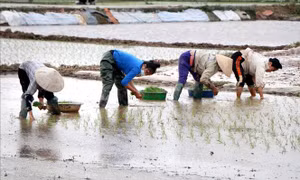 Nông dân khẩn trương xuống đồng gieo cấy sau Tết