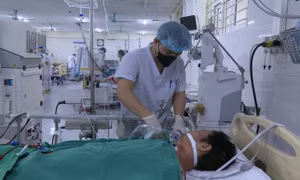 Một người dân Lào Cai bị sốc nhiễm khuẩn, suy đa tạng do ăn thịt lợn chết