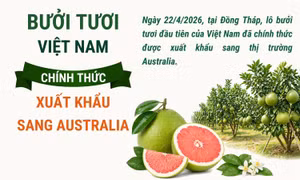 Bưởi tươi Việt Nam chính thức xuất khẩu sang Australia