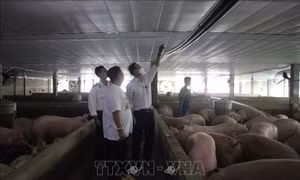 Áp dụng biện pháp vệ sinh dịch tễ, kiểm dịch động, thực vật theo tiêu chuẩn quốc tế