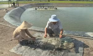 Nuôi cá xen canh giúp cải tạo ao nuôi tôm hiệu quả