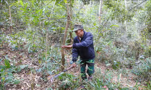 Các địa phương chủ động phòng, chống cháy rừng mùa hanh khô
