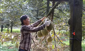 Chuẩn hóa mã vùng trồng mở rộng cơ hội xuất khẩu nông sản