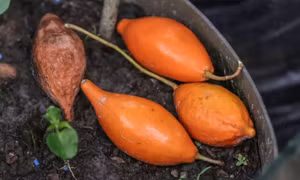 Hướng đi mới trong điều trị các chất gây nghiện