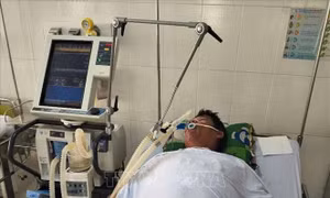 Cà Mau: 4 người nhập viện cấp cứu vì ăn cá nóc