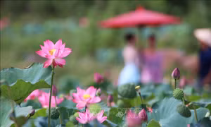 Vẻ đẹp đầm sen Trà Lý