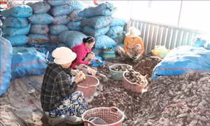 Nâng giá trị nông sản chủ lực