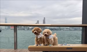 Nền kinh tế thú cưng tại Hong Kong 'ăn nên làm ra'