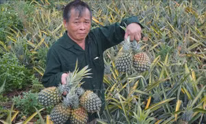 Thanh Hóa: Dứa chín đỏ đồi, giá giảm sâu