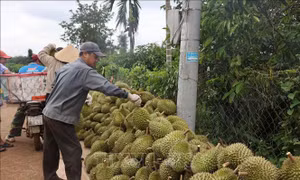 Giá sầu riêng giảm nhưng nông dân vẫn có lãi