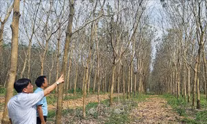 Hàng nghìn ha cao su bị héo, khô lá chưa rõ nguyên nhân