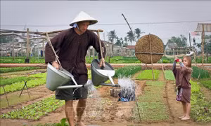 Làng rau Trà Quế -  'Làng du lịch tốt nhất thế giới' năm 2024