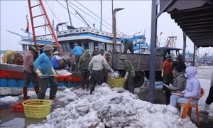 Ngư dân tấp nập vươn khơi bám biển đầu năm