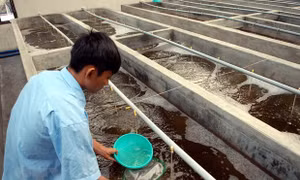 Trà Vinh tìm giải pháp thúc đẩy phát triển ngành tôm nước lợ