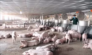 Mô hình chăn nuôi thông minh chiếm ưu thế