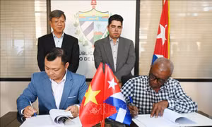 Doanh nghiệp Việt Nam đầu tư trồng điều ở Cuba