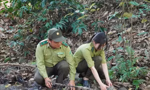 Thả 4 cá thể động vật rừng quý hiếm về môi trường tự nhiên
