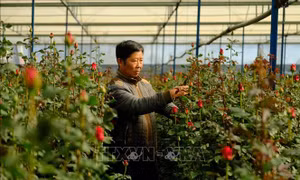 Nhà vườn Đà Lạt trúng lớn vụ hoa đầu năm