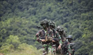 Indonesia triển khai binh sĩ để hạn chế vấn đề xung đột giữa voi rừng và người