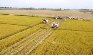 Khuyến cáo nông dân không mua giống lúa trôi nổi, không rõ nguồn gốc