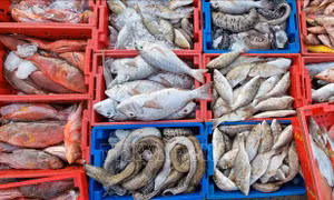 Cơ hội cho ngành hải sản Anh tại thị trường Việt Nam