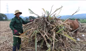 Giá mía tăng cao, nông dân phấn khởi đón Tết