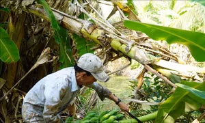Giá nông sản tăng mang về lợi nhuận hàng trăm triệu đồng cho nông dân